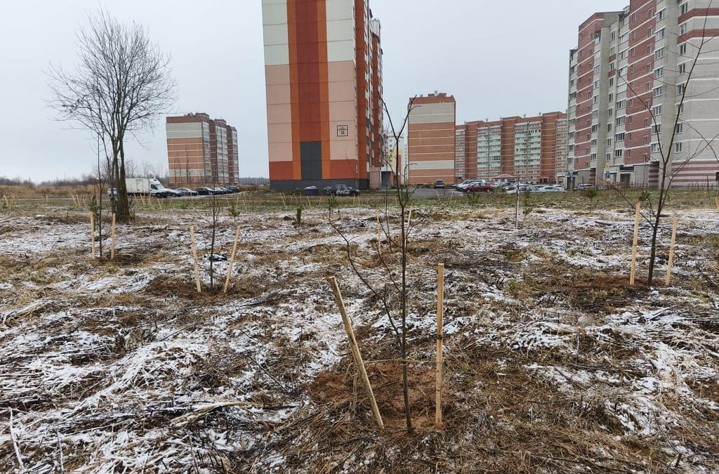 Посадка деревьев — вклад в сохранение окружающей среды