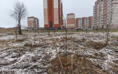 Посадка деревьев — вклад в сохранение окружающей среды